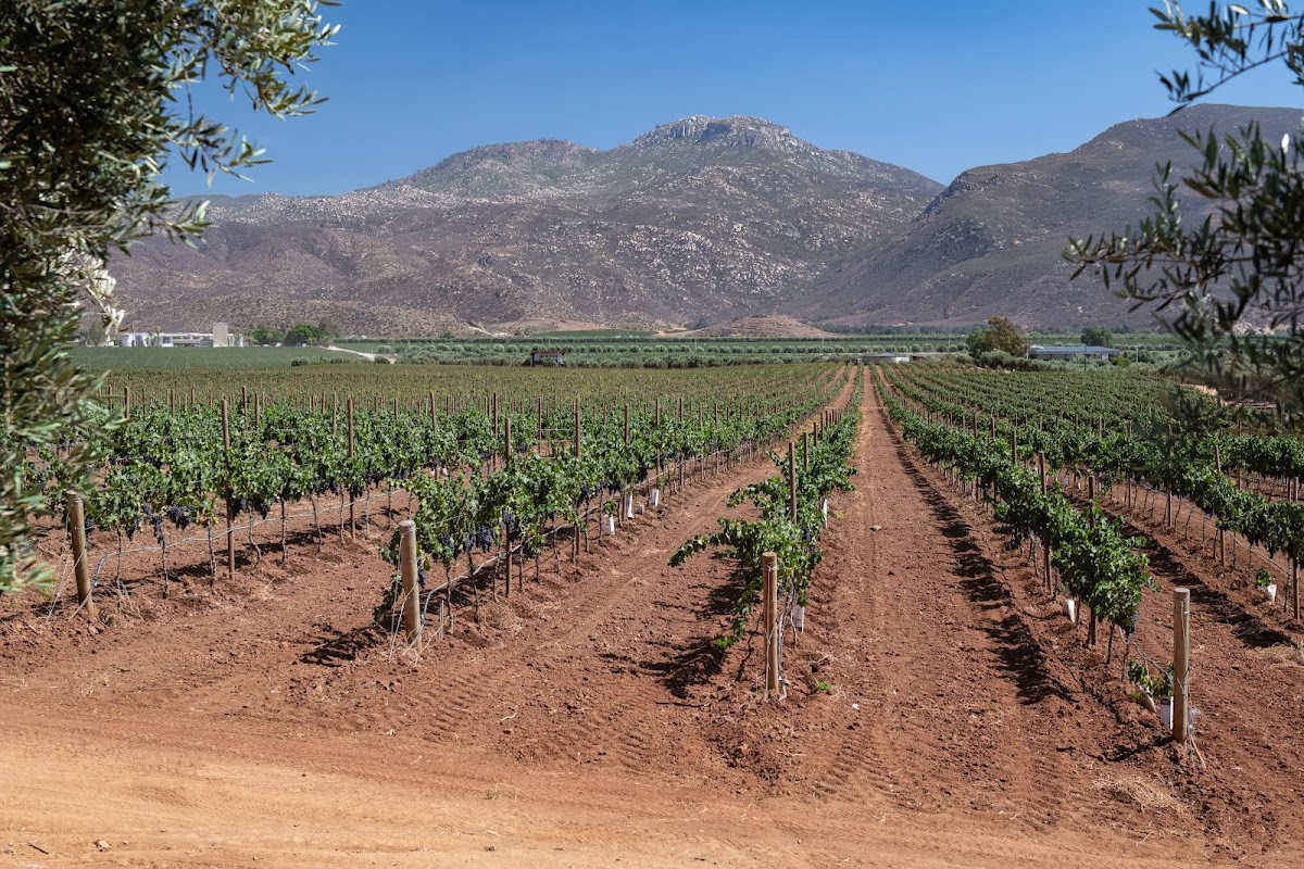Adobe Guadalupe photo 3