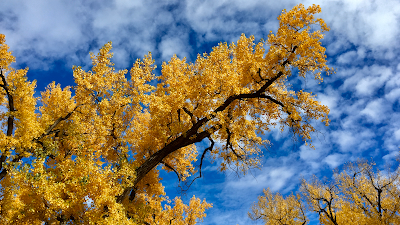 Mindscape Psychology Inc. photo 1