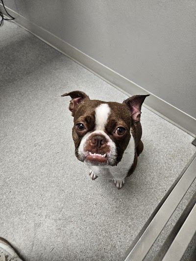 Townline Animal Hospital