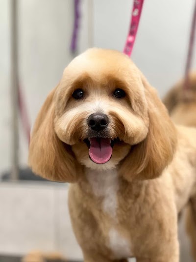 Pet Avenue