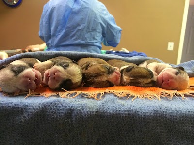 All Creatures Veterinary Clinic