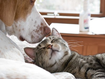 Home Euthanasia for Cats and Dogs