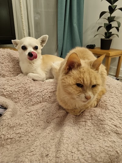 Vets for Pets Shirley