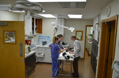 Manchester Veterinary Clinic
