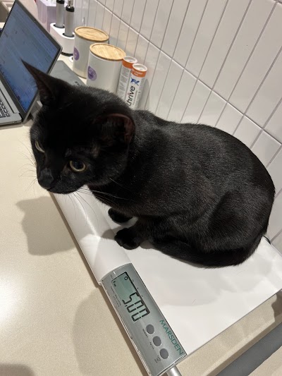 Creature Comforts Vets Clapham Junction