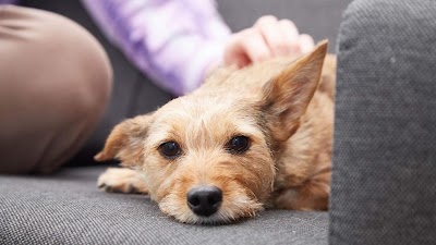 Battle Flatts Veterinary Centre - Strensall