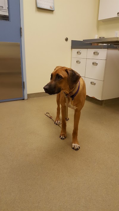 Manchester Animal Hospital