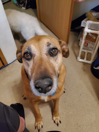 Brighton Animal Clinic