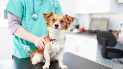 Solihull Veterinary Hospital