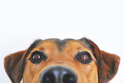 Vets for Pets - Sutton Coldfield