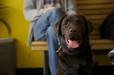 Neighbourhood Vets - Crofton Park