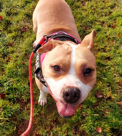 R T Jones Veterinary Surgery, Urmston