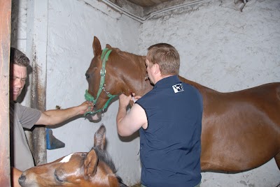 Polish Vets Independent Veterinary Practice
