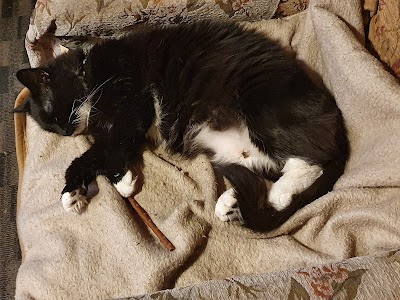 Rusthall Veterinary Surgery