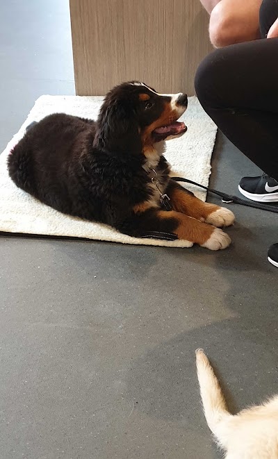 Maroondah Veterinary Clinic