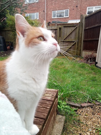 Medivet Binley