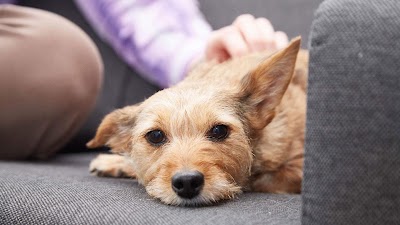PetMedics Veterinary Surgery - Salford