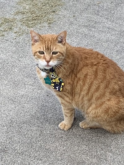 The Cat Practice pc