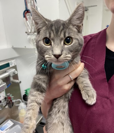 Canterbury Veterinary Surgery