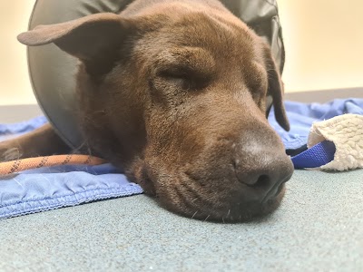Vets4Pets - Bitterne