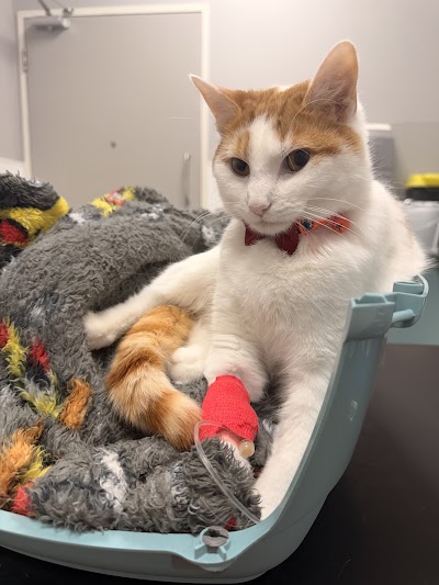 Sandhole Veterinary Centre - Kent