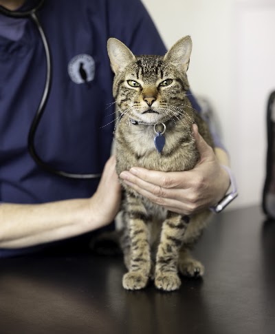 The Cat Clinic