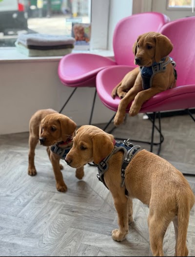 Village Vet Hampstead