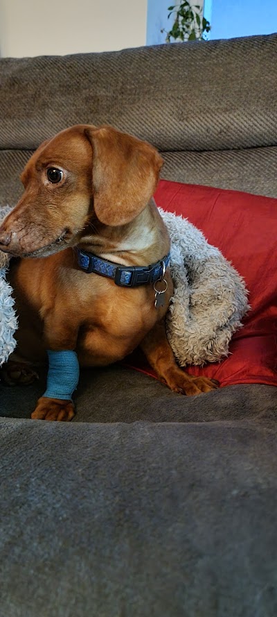 Companion Care Vets Tunbridge Wells