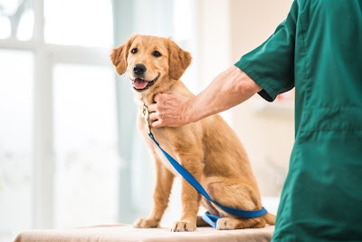 Lynton Vets - Bagshot