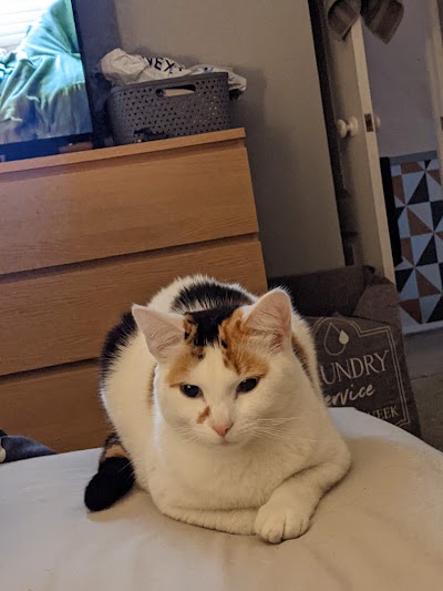 Vets for Pets - Leeds Colton