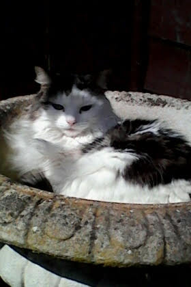 House & Jackson - The Pet Clinic Writtle