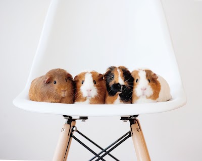 Spring Lodge Veterinary Group