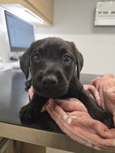Surrey Family Vets