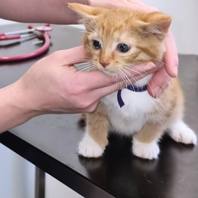 RSPCA Coventry & District Vet Clinic