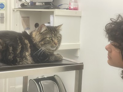 Veterinary Surgery