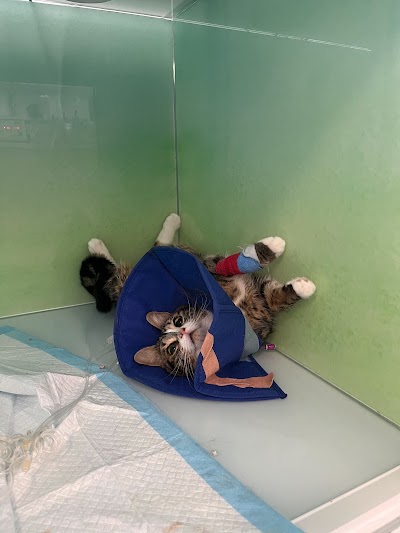 Veteris Clapham 24 Hour Animal Hospital & Urgent Care