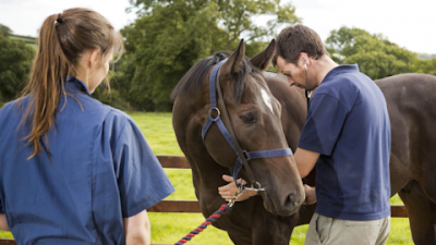 Grace Lane Vets