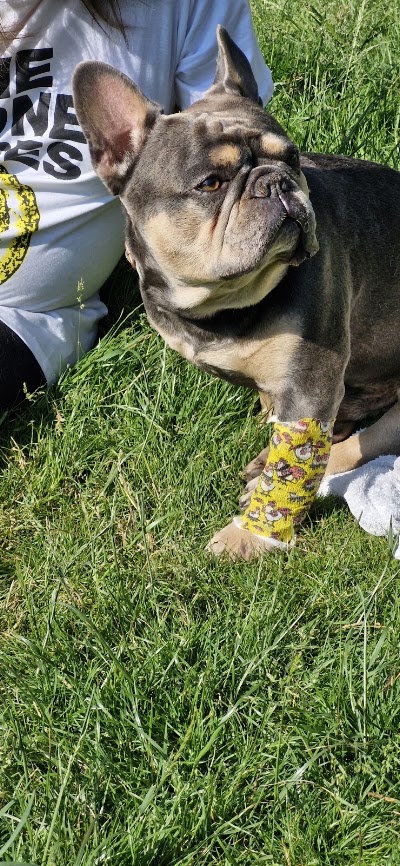 Medivet Dogwood Referrals