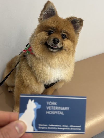 York Veterinary Hospital