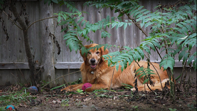 Bristol County Animal Clinic-Jenna Dale, D.V.M