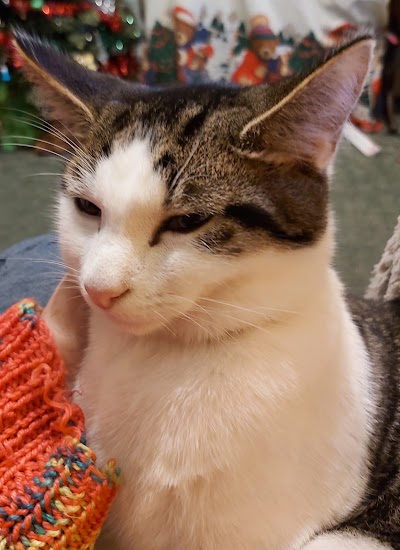 Vets for Pets - Southend Airport