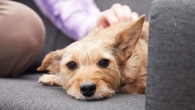 Batchelor, Davidson & Watson Veterinary Centre - Newhaven