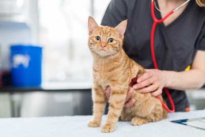 Paxton Veterinary Clinic, Clifton Road