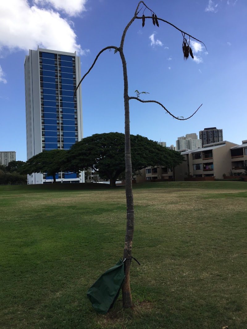 Kauluwela Community Park photo 2