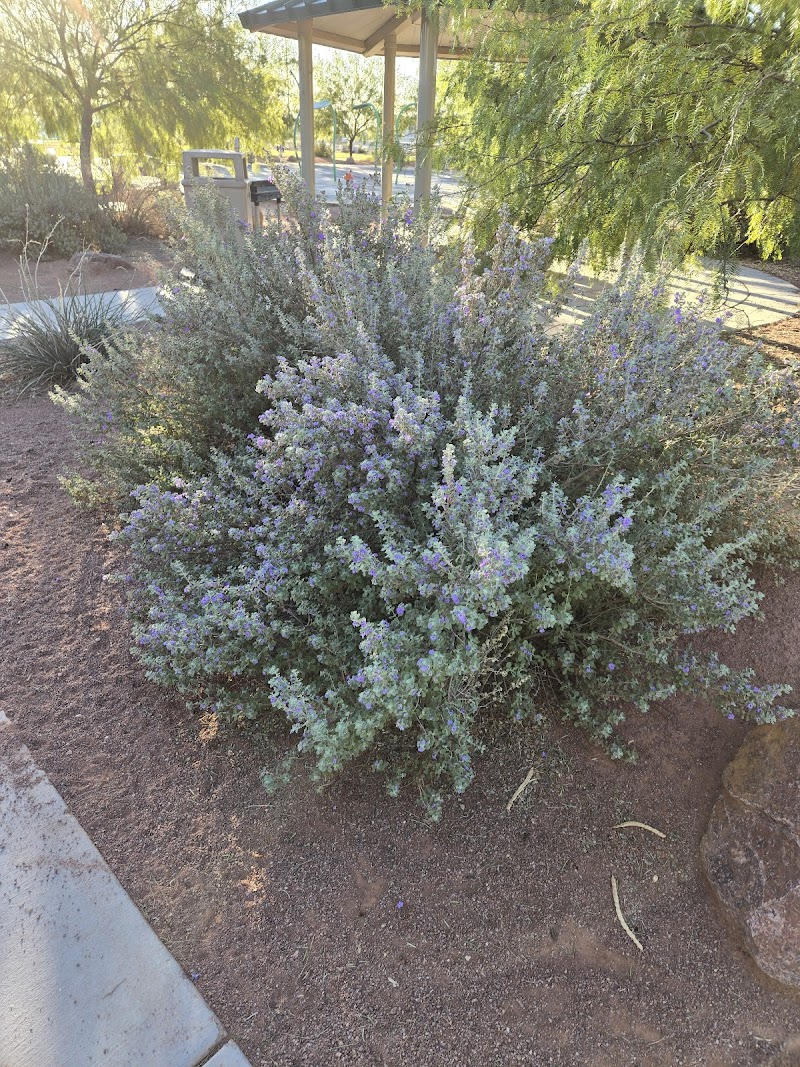 Bill Briar Pickleball Court photo 3