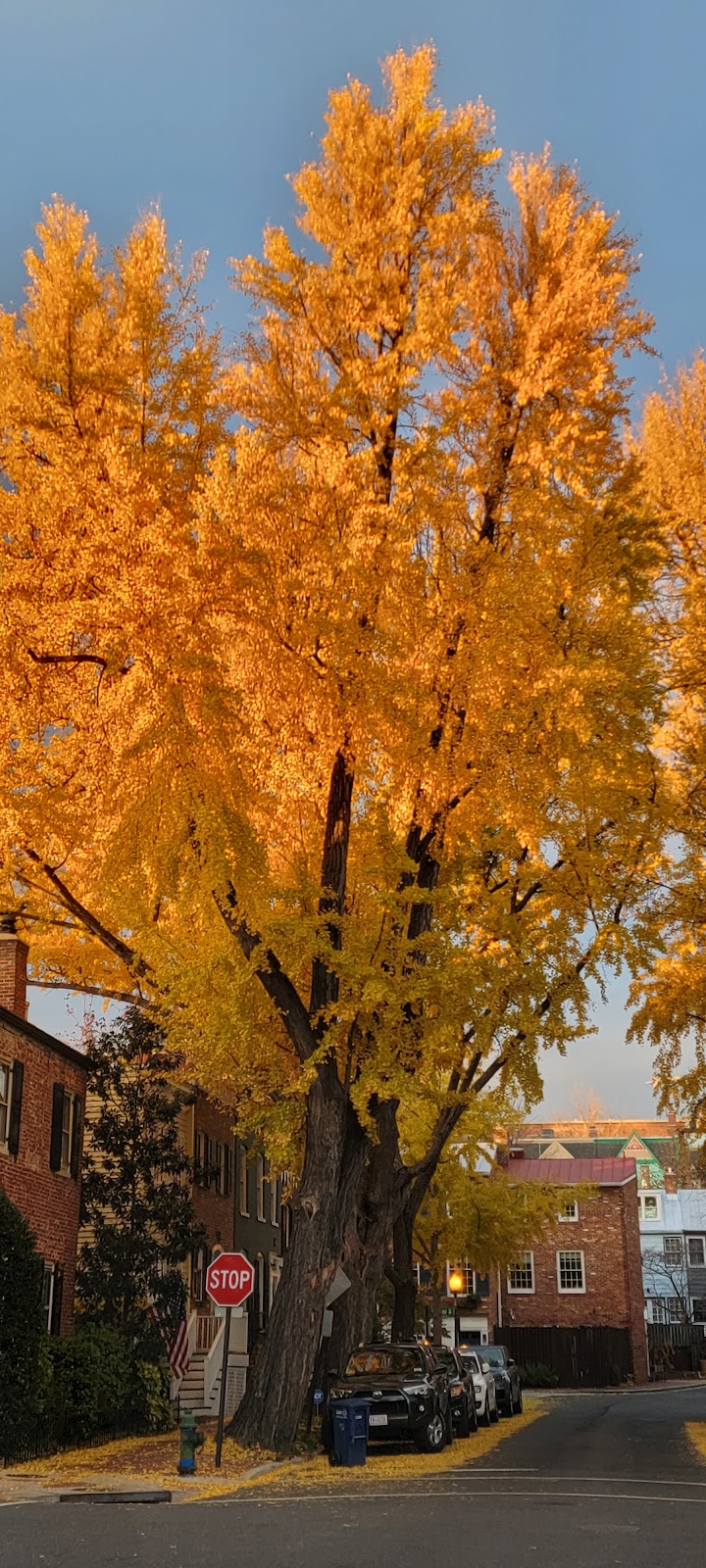 Rose Park Tennis Courts photo 2