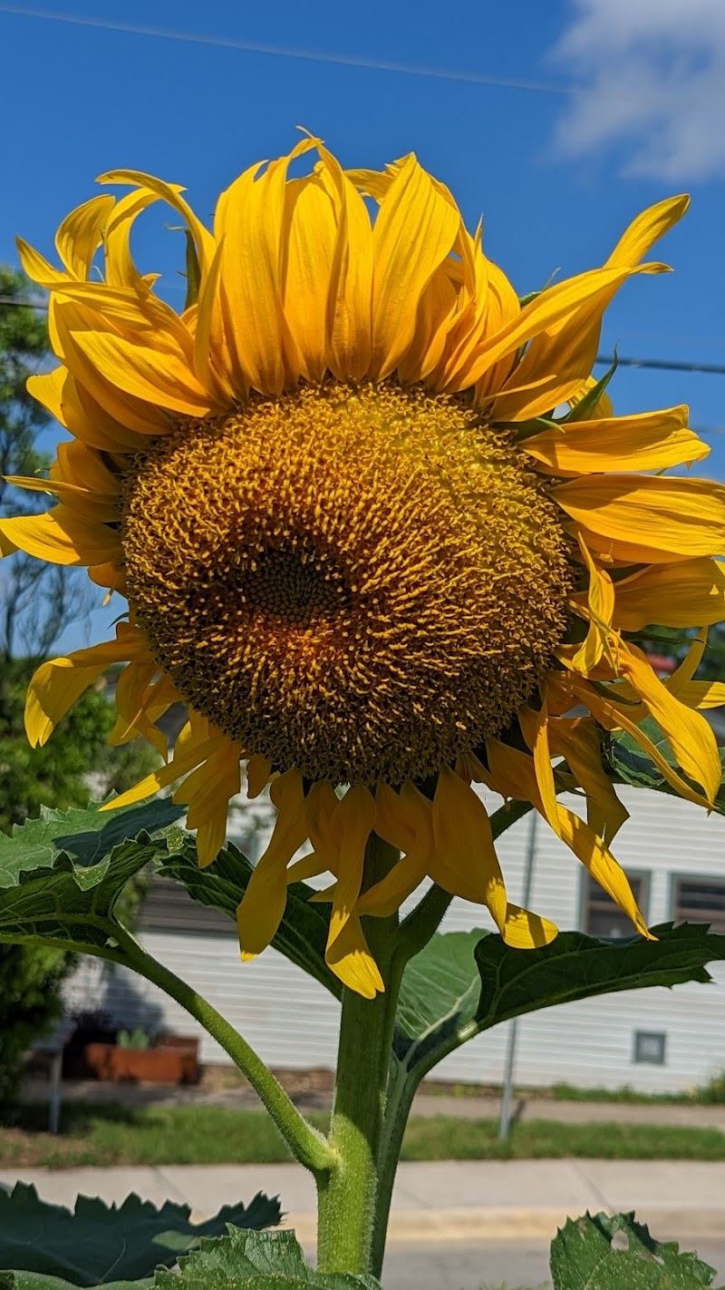 Alamo Recreation Center photo 5