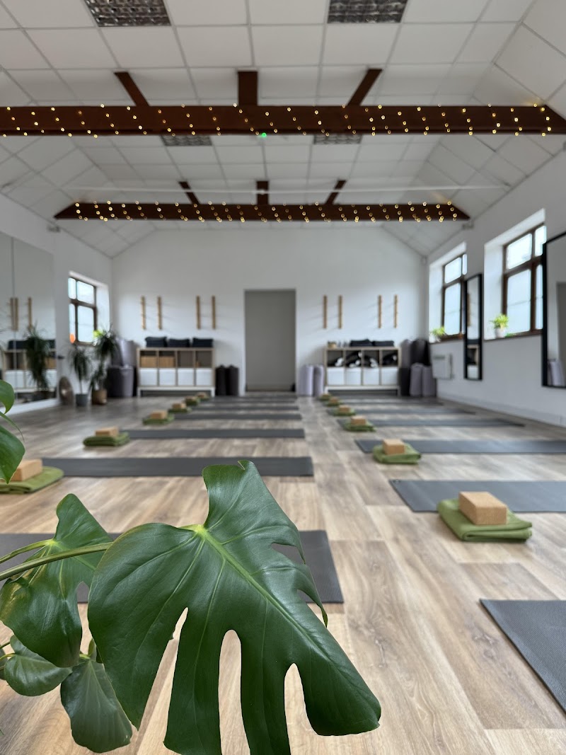 Wild Nest - Yoga Wellness Pilates