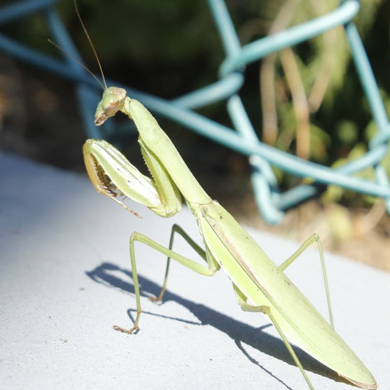 Macken Park Tennis Courts photo 3
