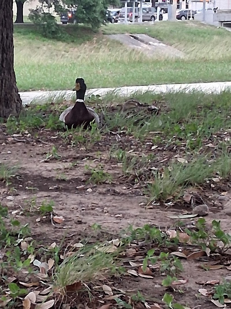 Escobar Park photo 2